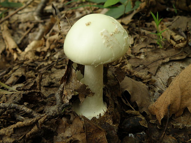 muchotrávka zelená Amanita phalloides (Vaill. ex Fr.) Link