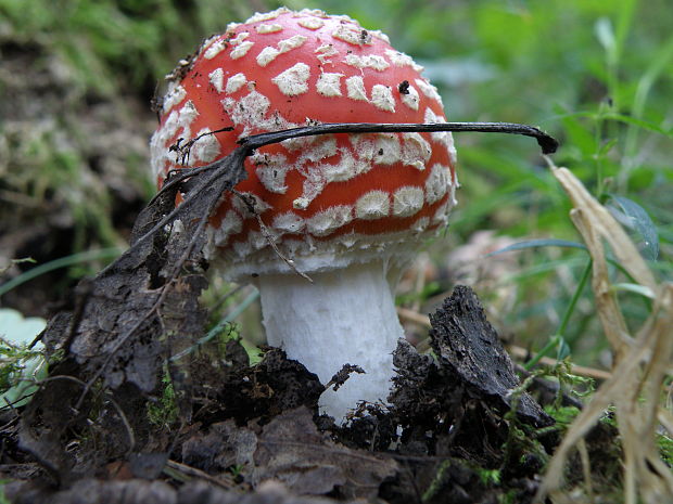 muchotrávka Amanita sp.