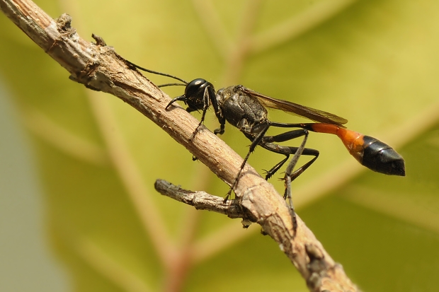 kutavka piesočná Ammophila sabulosa