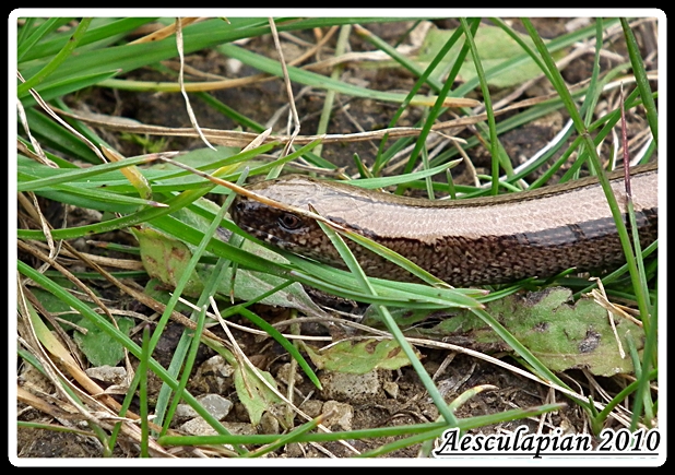 slepuch lámavý Anguis fragilis