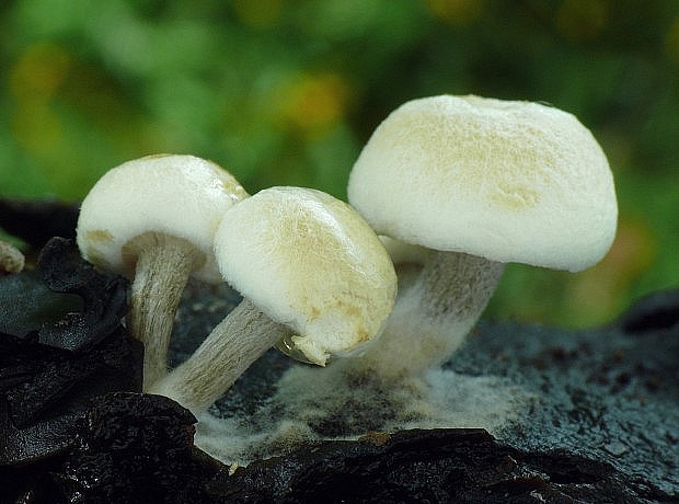 príživnica prášnicovitá Asterophora lycoperdoides (Bull.) Ditmar