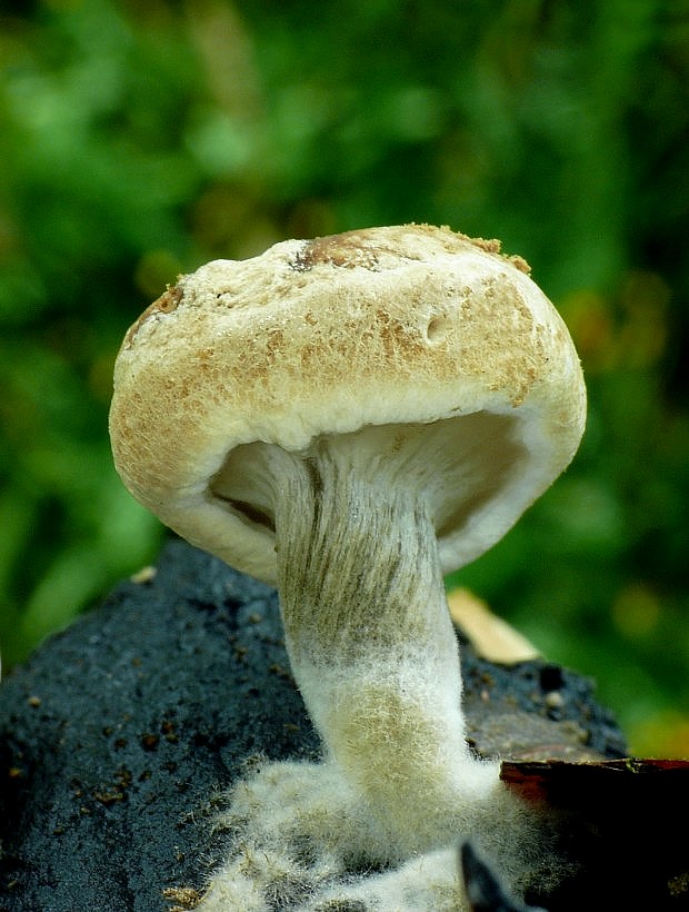 príživnica prášnicovitá Asterophora lycoperdoides (Bull.) Ditmar