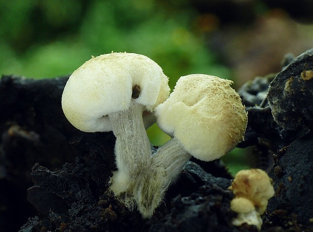 príživnica prášnicovitá Asterophora lycoperdoides (Bull.) Ditmar