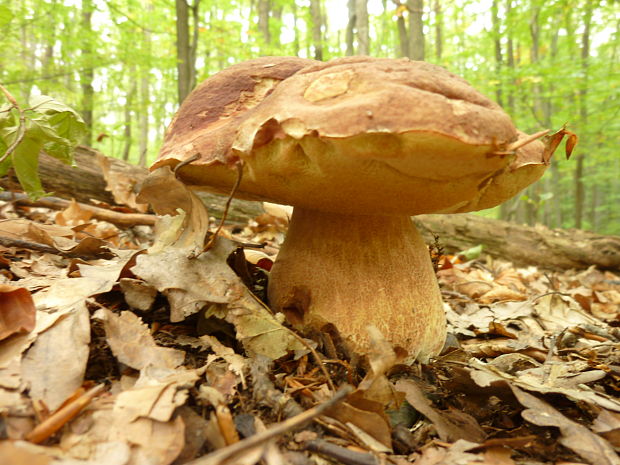 hríb bronzový Boletus aereus Bull. ex Fr.