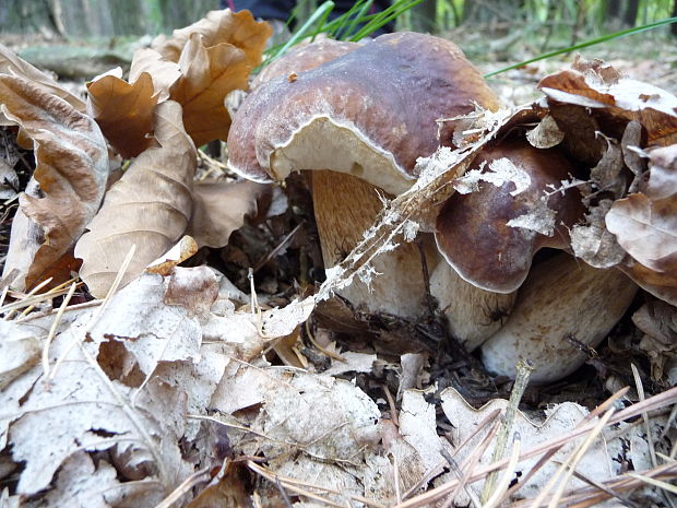 hríb bronzový Boletus aereus Bull. ex Fr.