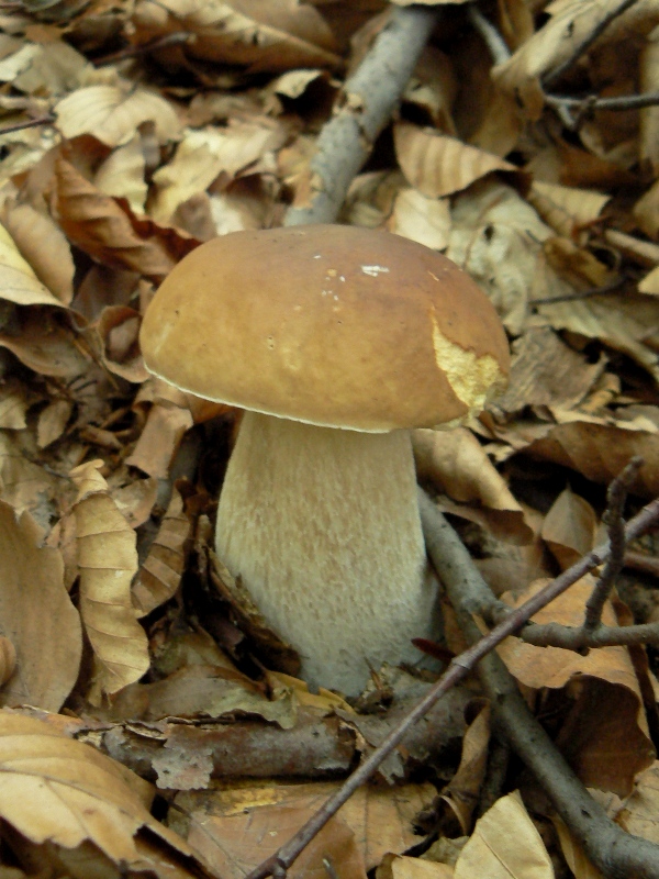 hríb smrekový Boletus edulis Bull.