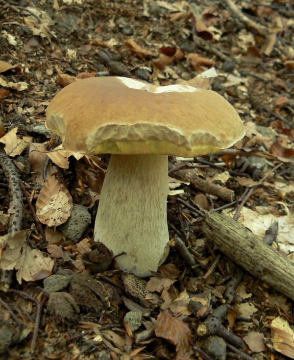 hríb smrekový Boletus edulis Bull.