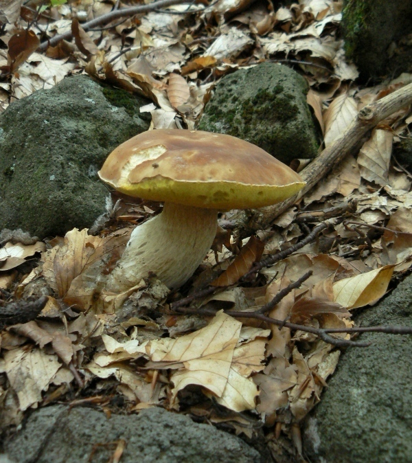 hríb smrekový Boletus edulis Bull.