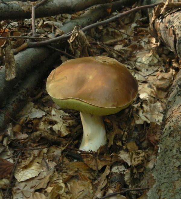 hríb smrekový Boletus edulis Bull.