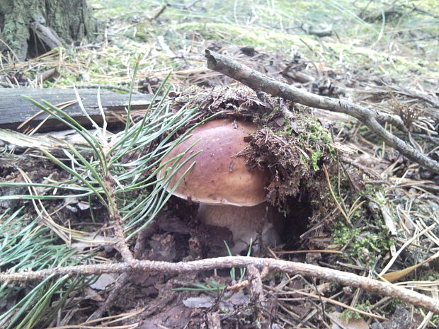 hríb smrekový Boletus edulis Bull.