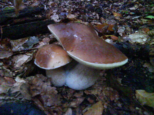 hríb smrekový Boletus edulis Bull.