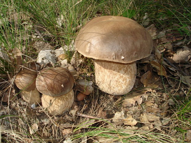 hríb dubový? Boletus reticulatus? Schaeff. ex Boud.