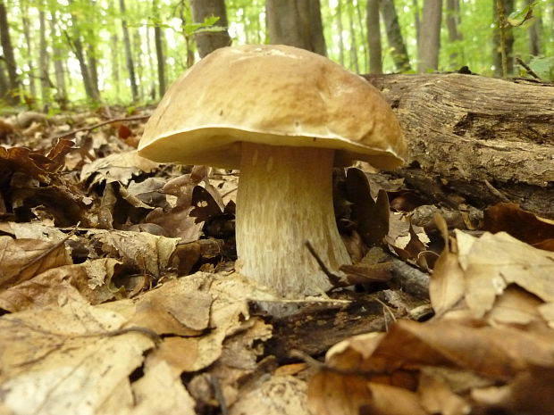 hríb dubový Boletus reticulatus Schaeff.