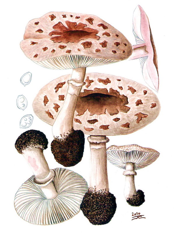 bedľa červenejúca záhradná Chlorophyllum brunneum (Farl. & Burt) Vellinga