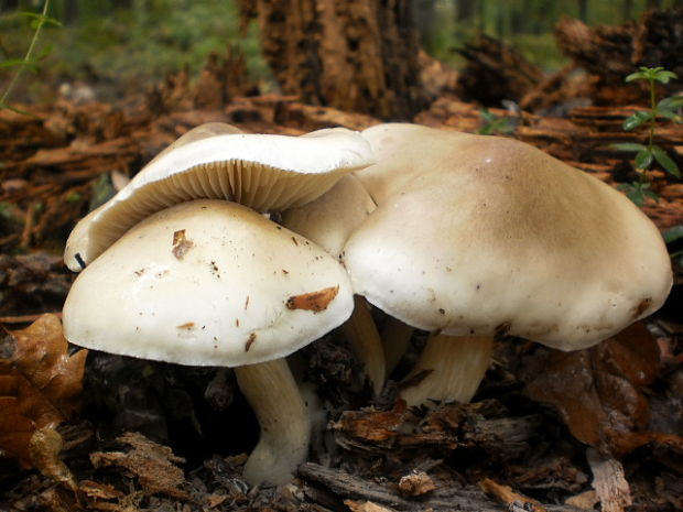 strmuľka inovaťová Clitocybe nebularis (Batsch) P. Kumm.