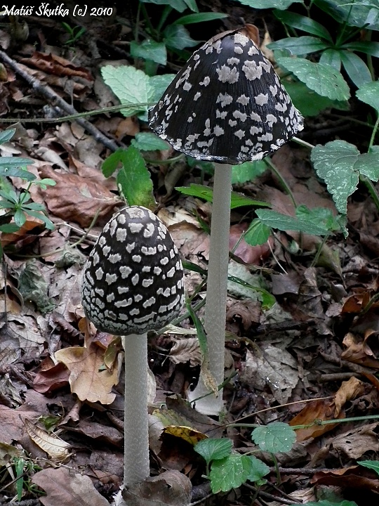 hnojník strakatý Coprinopsis picacea (Bull.) Redhead, Vilgalys & Moncalvo