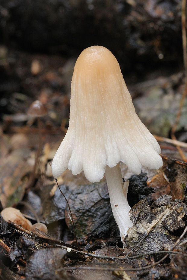 hnojník Coprinus sp.