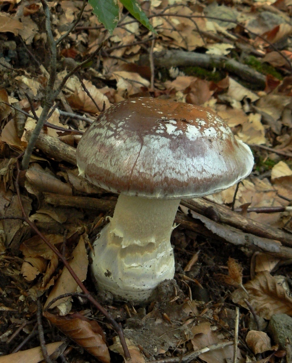 pavučinovec mohutný Cortinarius praestans (Cordier) Gillet