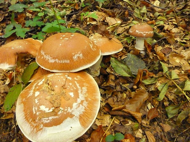 pavučinovec mohutný Cortinarius praestans (Cordier) Gillet