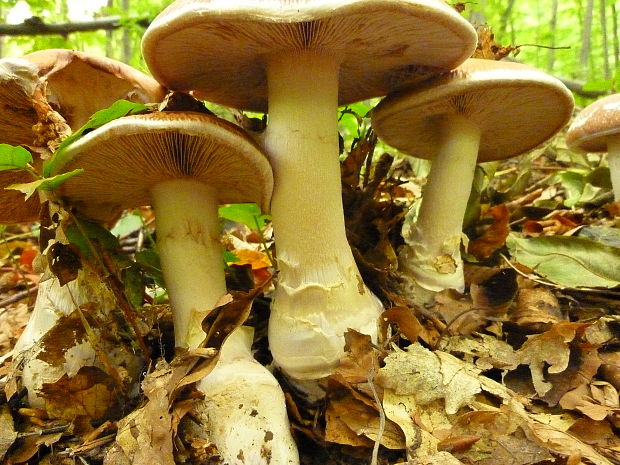 pavučinovec mohutný Cortinarius praestans (Cordier) Gillet