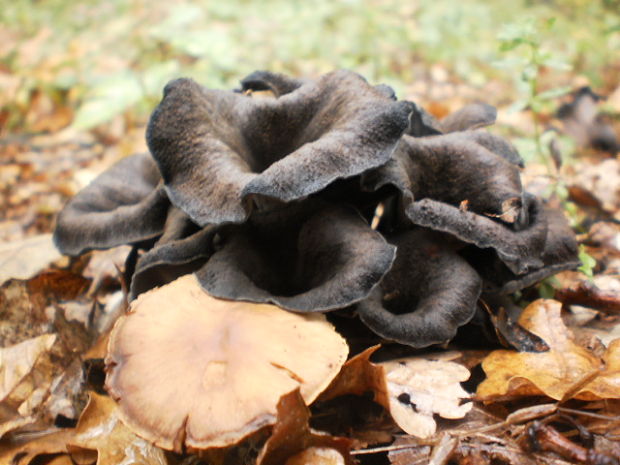 lievik trúbkovitý Craterellus cornucopioides (L.) Pers.