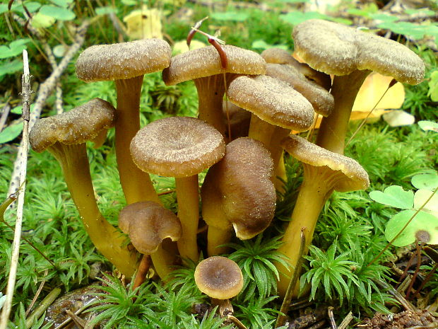 kuriatko lievikovité Craterellus tubaeformis (Fr.) Quél.