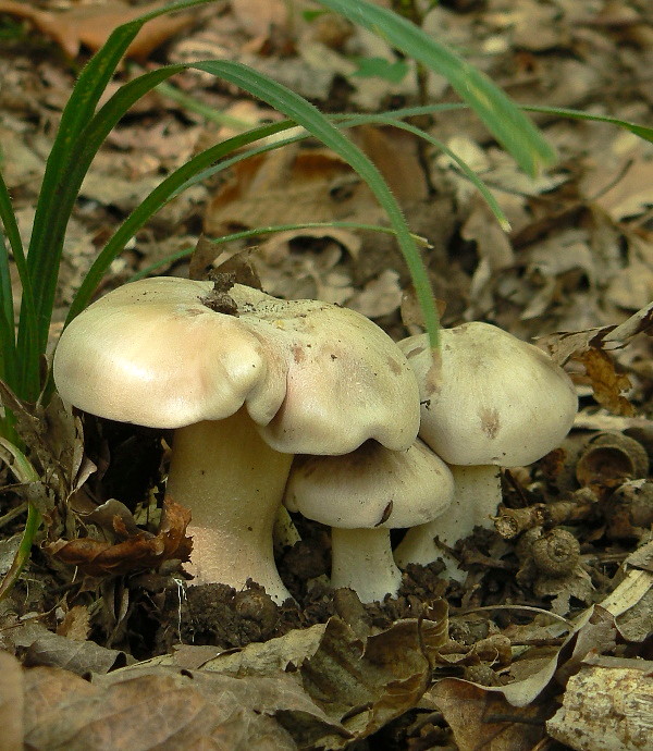 hodvábnica veľká Entoloma sinuatum (Bull.) P. Kumm.