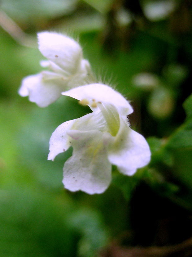 konopnica úhľadná - albín Galeopsis speciosa Mill.