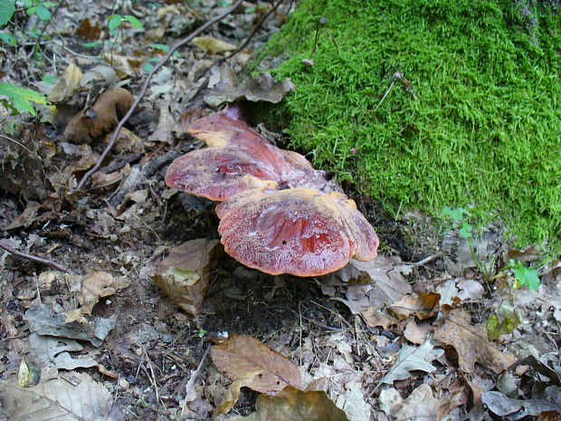 lesklokôrovka obyčajná Ganoderma lucidum (Curtis) P. Karst.