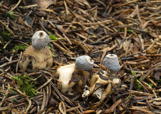 hviezdovka štvorcípová Geastrum quadrifidum DC. ex Pers.