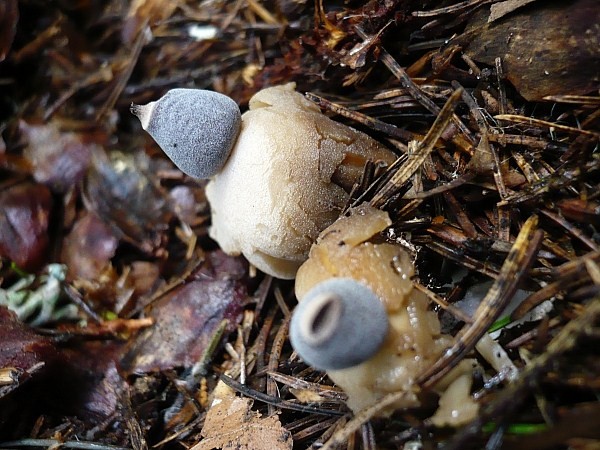 hviezdovka štvorcípová Geastrum quadrifidum DC. ex Pers.