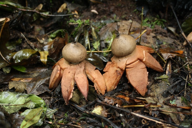 hviezdovka červenkastá Geastrum rufescens Pers.