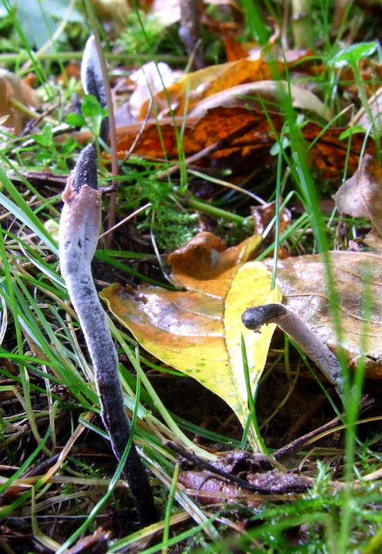 jazýček Geoglossum sp.