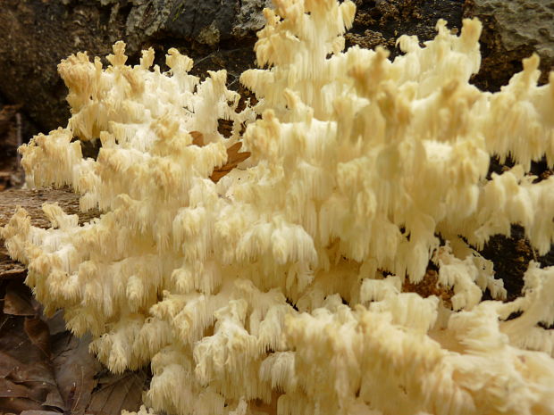 koralovec bukový Hericium coralloides (Scop.) Pers.