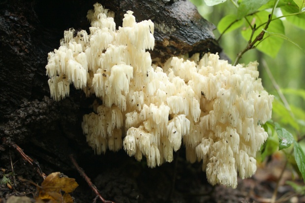 koralovec bukový Hericium coralloides (Scop.) Pers.