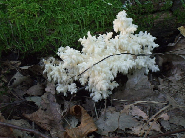 koralovec bukový Hericium coralloides (Scop.) Pers.