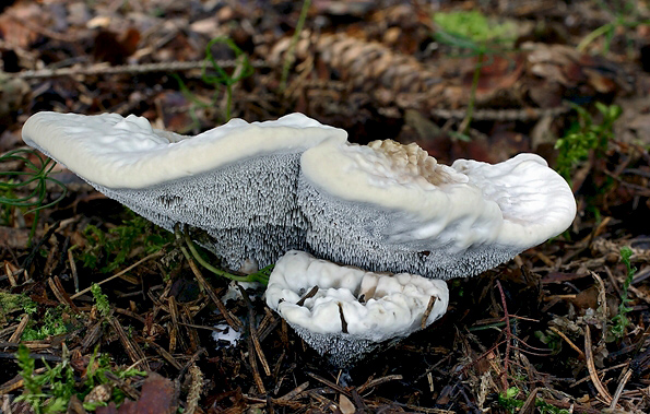 jelenkovka voňavá Hydnellum suaveolens (Scop.) P. Karst.