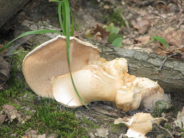 jelenka poprehýbaná Hydnum repandum L.