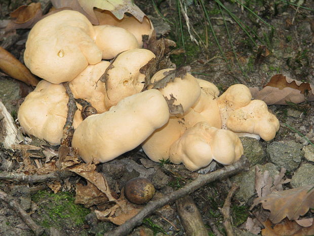 jelenka poprehýbaná Hydnum repandum L.