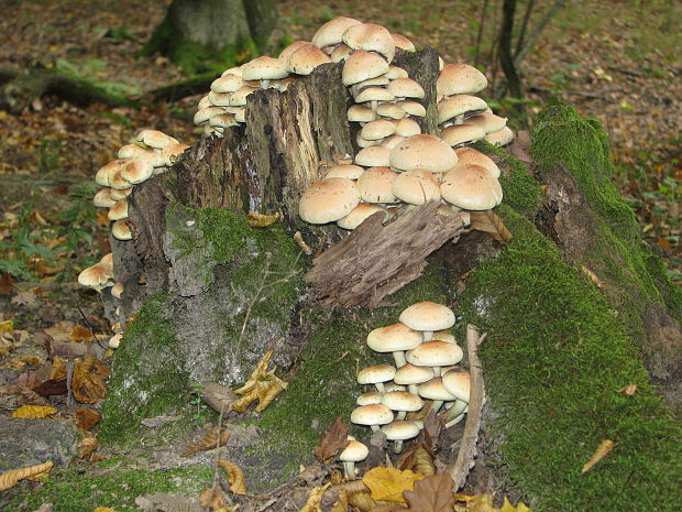 strapcovka zväzkovitá Hypholoma fasciculare (Huds.) P. Kumm.