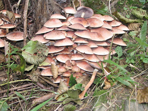 strapcovka tehlovočervená Hypholoma lateritium (Schaeff.) P. Kumm.