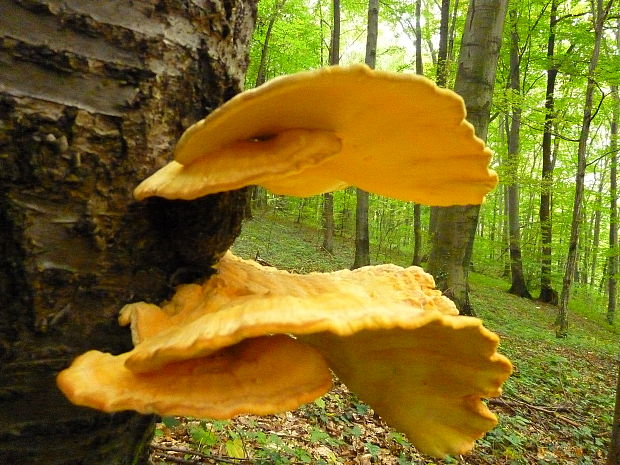 sírovec obyčajný Laetiporus sulphureus (Bull.) Murrill