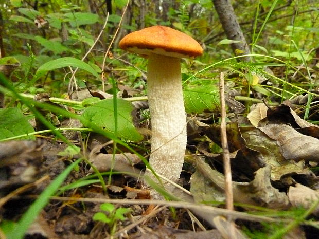 kozák osikový Leccinum albostipitatum den Bakker & Noordel.