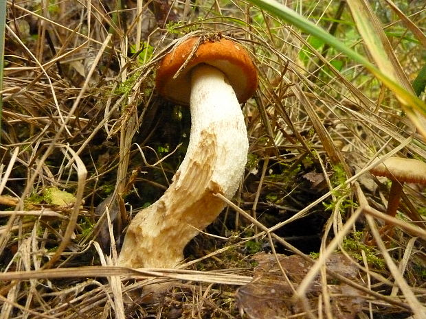 kozák osikový Leccinum albostipitatum den Bakker & Noordel.