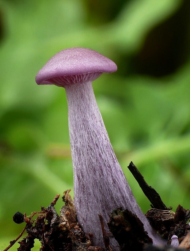 pôvabnica ružovkastá Lepista sordida (Schumach.) Singer