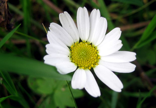 margaréta biela Leucanthemum vulgare Lam.