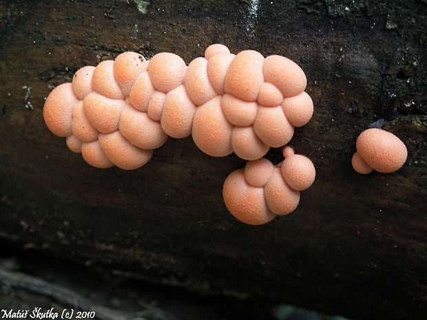 vlčinka červená Lycogala epidendrum (J.C. Buxb. ex L.) Fr.