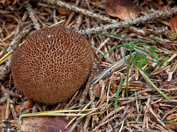 prášnica bradavičnatá černastá Lycoperdon nigrescens Wahlenb.