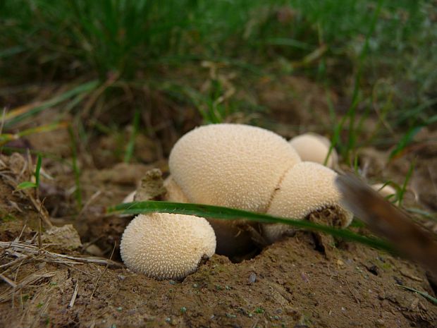 prášnica bradavičnatá Lycoperdon perlatum Pers.