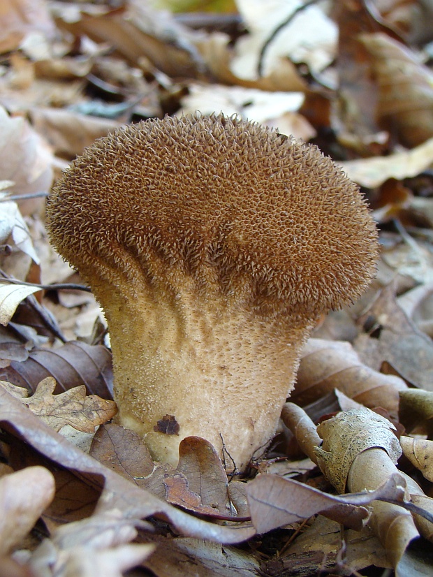 prášnica huňatá Lycoperdon umbrinum Hornem.